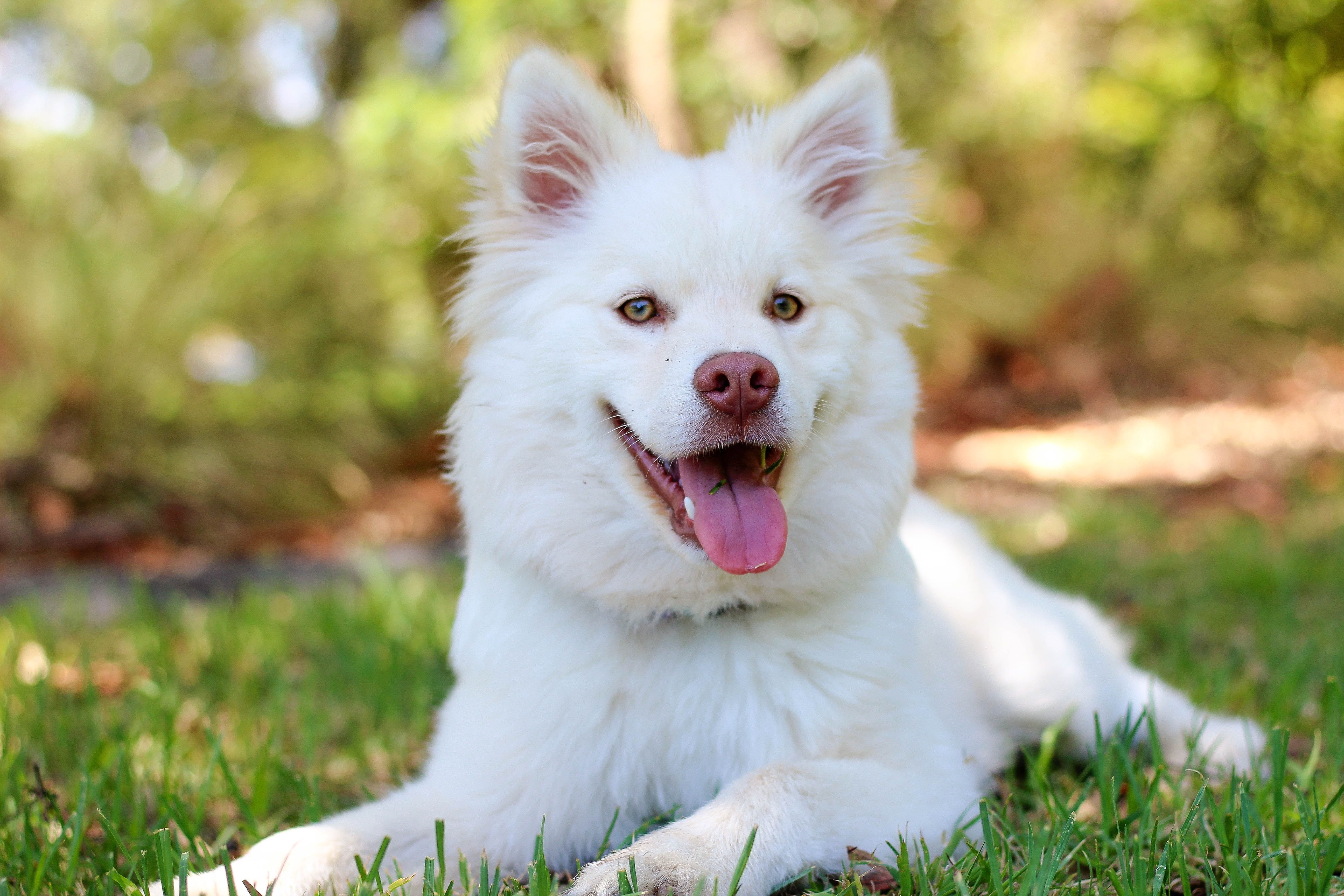 Dog Grooming Basics Taking Care of Your Dogs Teeth - Dog Grooming Accessories