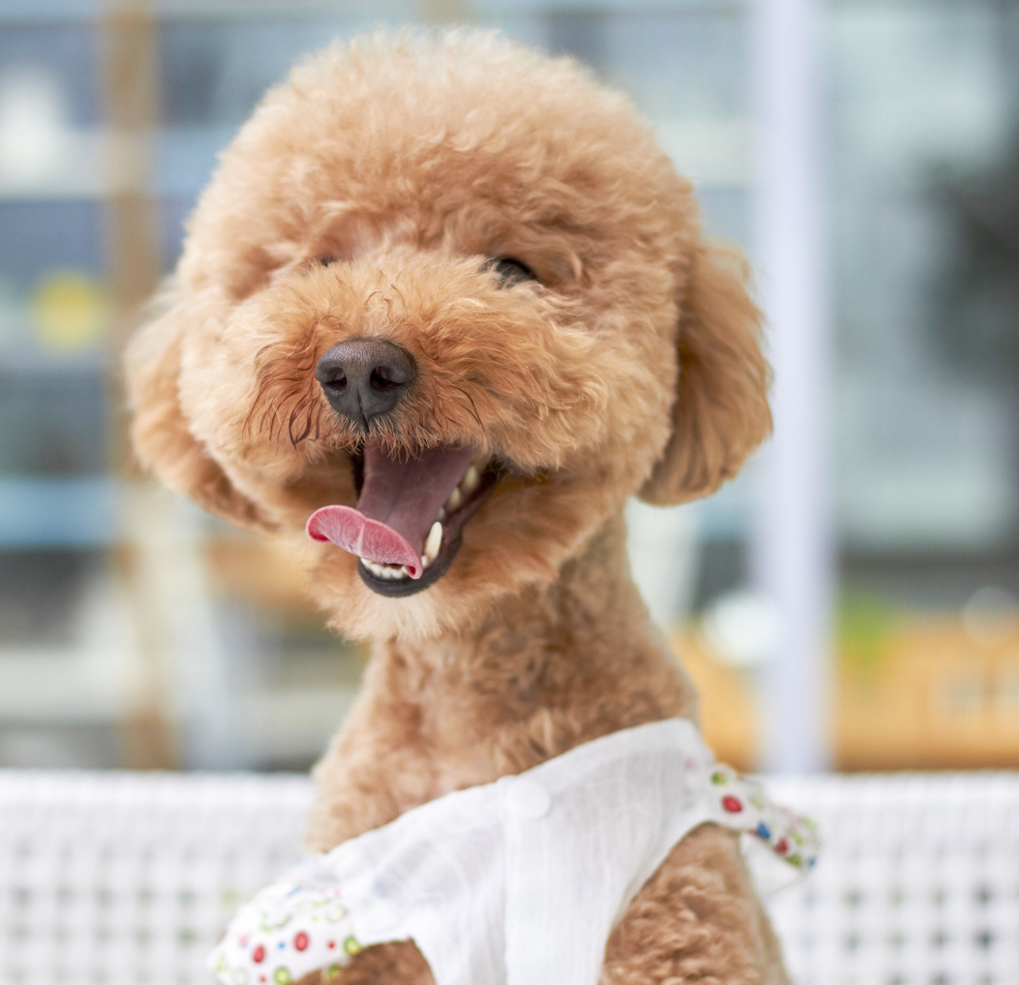 Do you think dog grooming is easy?