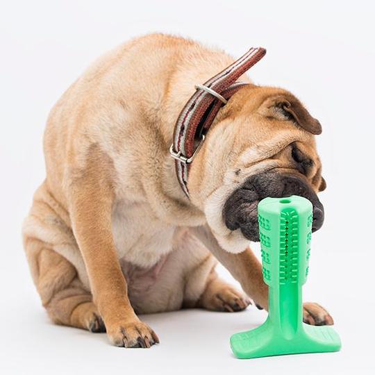 Toothbrush toy for dogs - dog grooming accessories