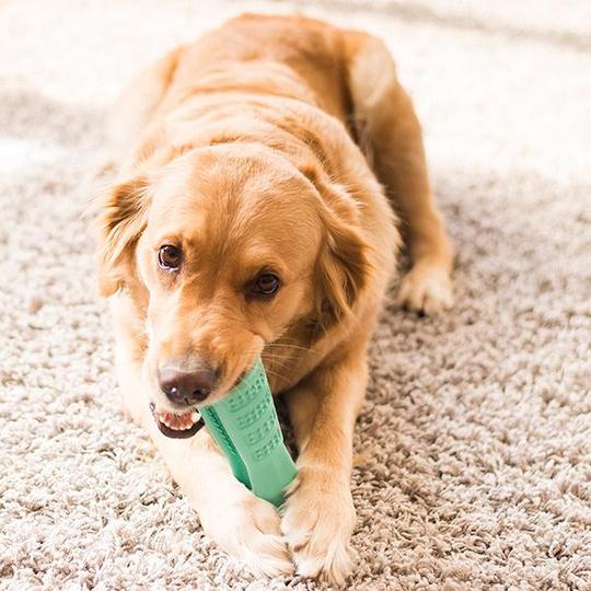 Toothbrush toy for dogs - dog grooming accessories